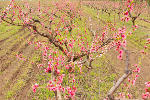 许多盛开的桃树，粉红色的花朵，概念图片下载