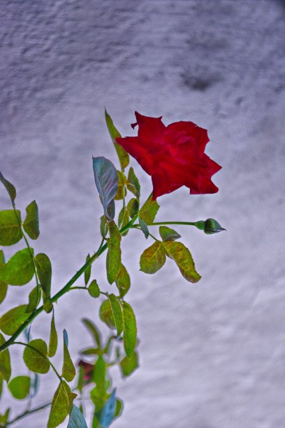 美丽的红玫瑰图片下载