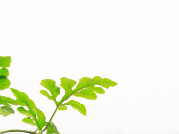 西瓜叶2图片下载