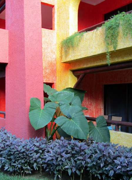 象耳植物靠着粉红色和黄色的墙和芦笋蕨类或芦笋作为景观植物图片下载
