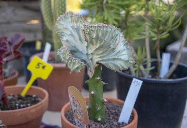 大戟乳装在陶罐里出售图片下载