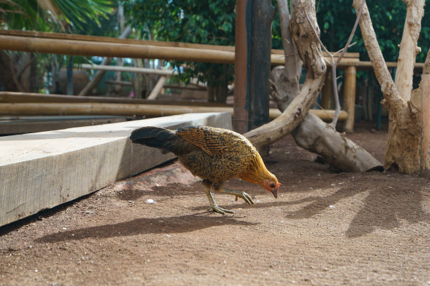 母鸡在院子里啄食种子图片下载