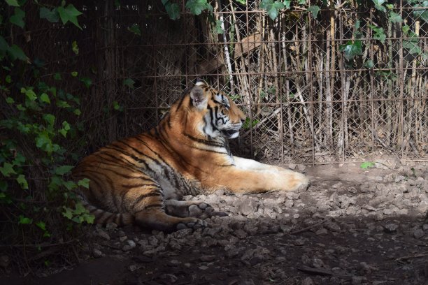 老虎休息图片下载