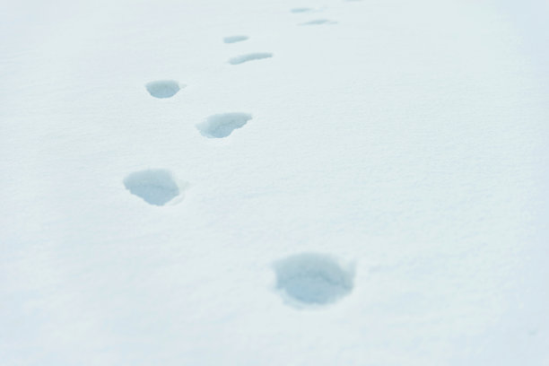 雪地里的脚印图片下载