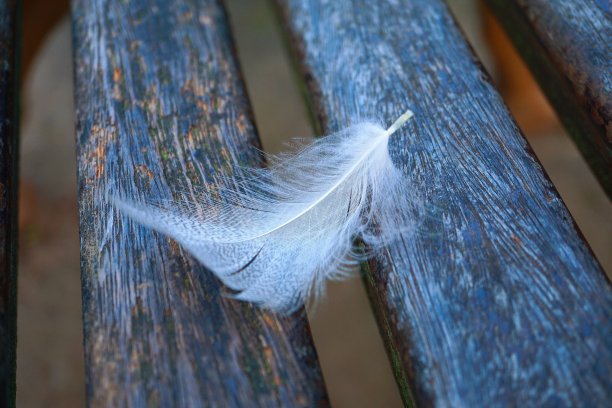 大自然中白色的羽毛图片下载