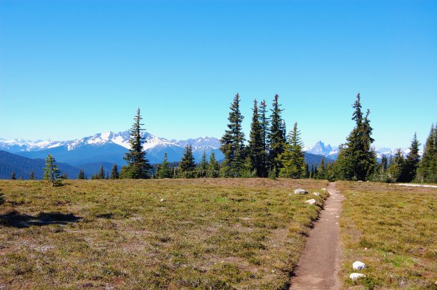 背包/徒步穿越高山草甸进入树林，望向雪山和蓝天。图片下载