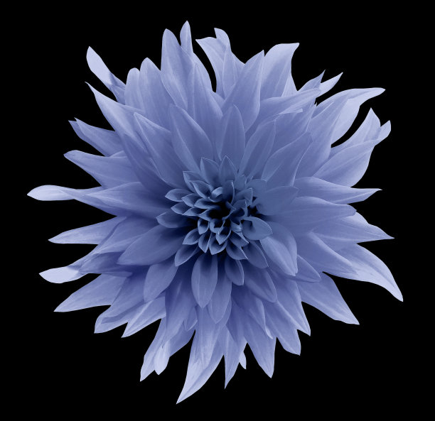蓝色的花。孤立在黑色背景与裁剪路径。特写镜头。蓬松的蓝色花大丽花。大自然。图片下载