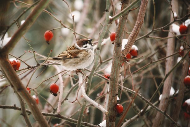 小奇怪的生物图片下载