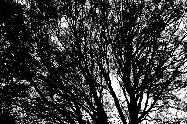 树枝轮廓图片下载