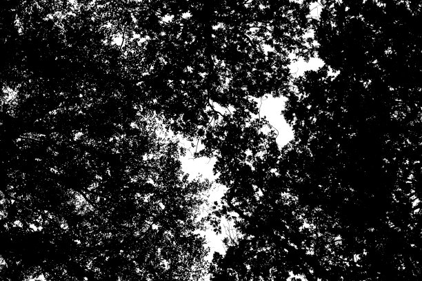 树枝轮廓图片下载