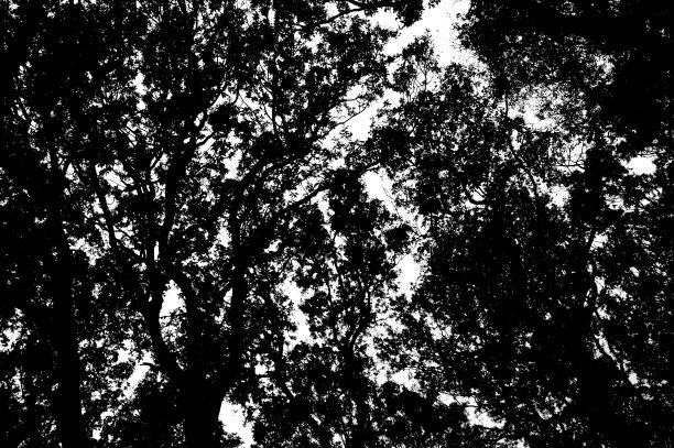 树枝轮廓图片下载