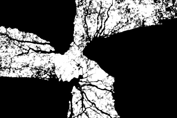 树枝轮廓图片下载