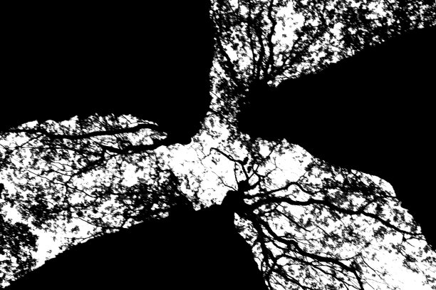 树枝轮廓图片下载