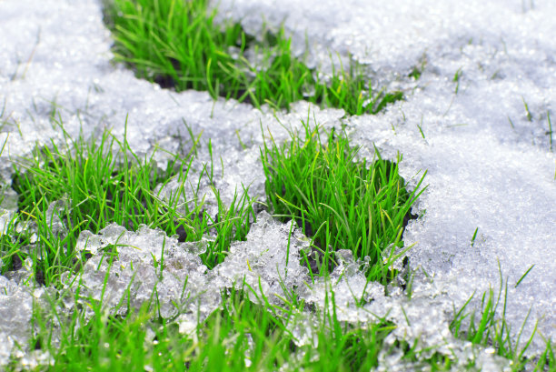新鲜的绿草在雪中生长图片下载