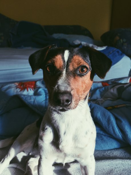 榛子的眼睛图片下载