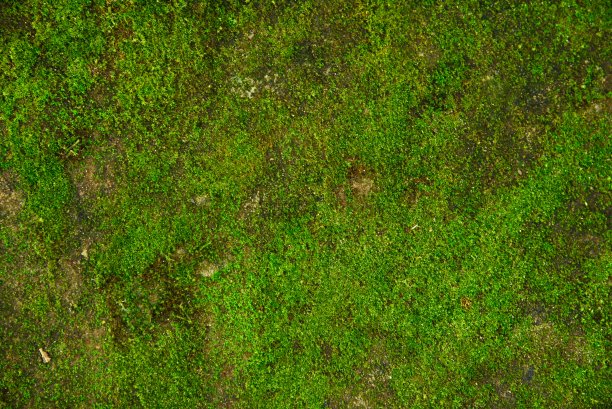 背景/纹理图片下载