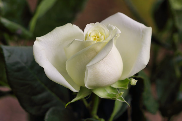 特写的白色玫瑰花在夏季花园图片下载