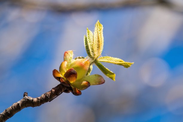 图片是春天开花的栗树，干燥的树枝与栗叶芽和树皮对着蓝天，摄影图片下载