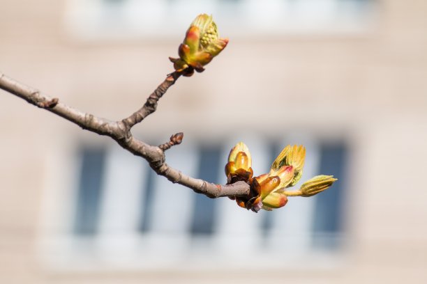 图片是春天开花的栗树，干燥的树枝与栗叶芽和树皮对着蓝天，摄影图片下载