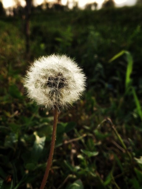 亲爱的蒲公英图片下载