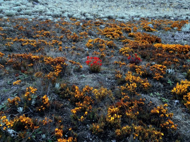 成分的植物图片下载