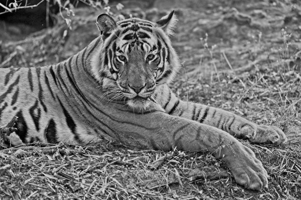 黑白雄虎-拉杰贝拉之子图片下载