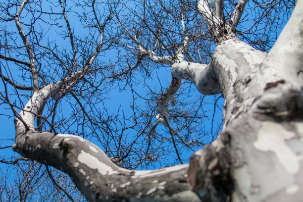 图片是春天开花的栗树，干燥的树枝与栗叶芽和树皮对着蓝天，摄影图片下载
