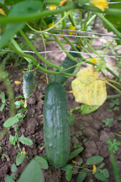 黄瓜图片下载