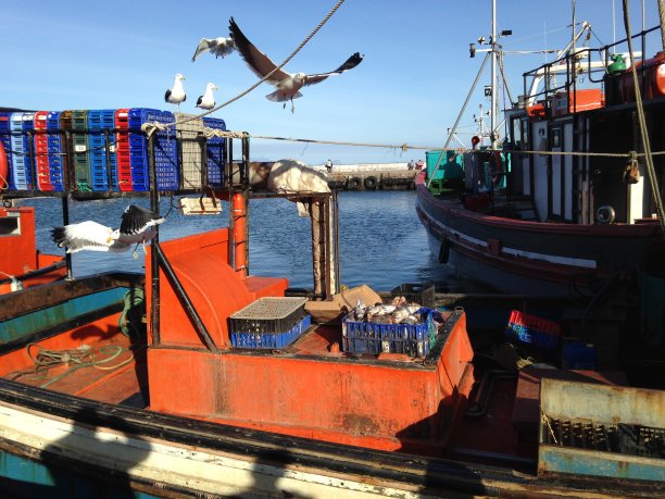 渔船海鸥图片下载