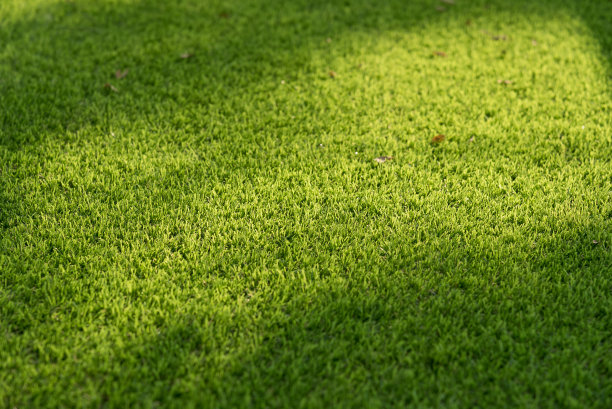 绿色的草。图片下载