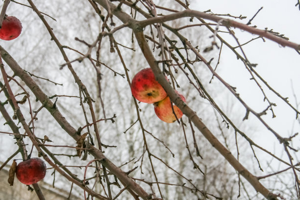 普里皮亚季，切尔诺贝利灾难的禁区。图片下载