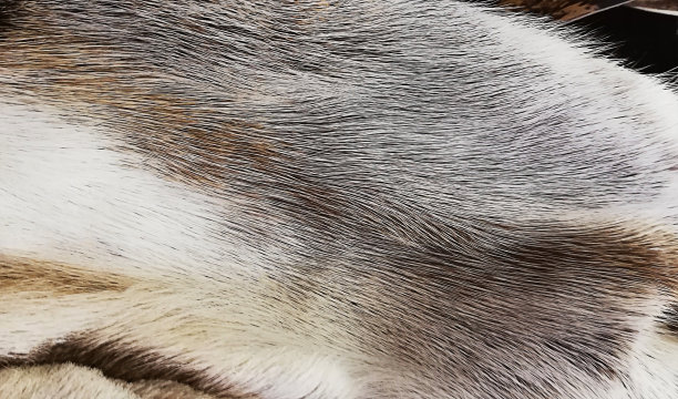 背景毛皮质地柔软自然。特写，选择性聚焦，侧视图，拷贝空间。图片下载