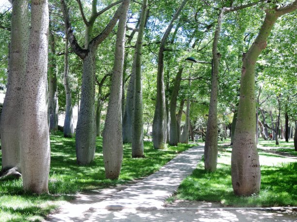 瓦伦西亚。非洲树巷图片下载