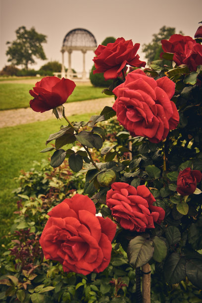 夏天德卢斯玫瑰花园的玫瑰图片下载