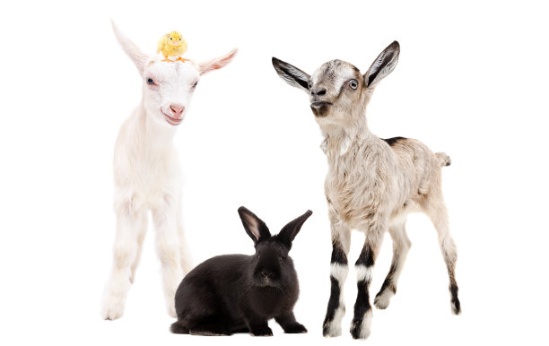 两只小山羊和一只黑兔子在白色的背景上互相孤立图片下载