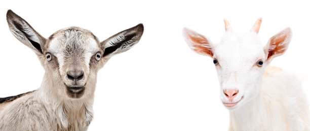 两只可爱的山羊的肖像图片下载