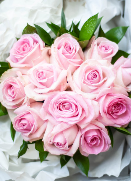 一束粉红色的玫瑰图片下载