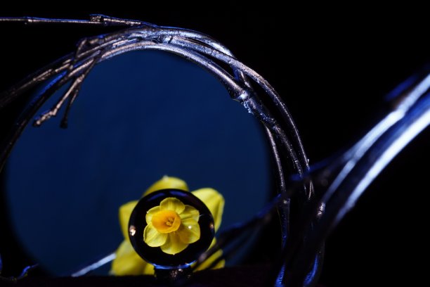 图片照片黄色水仙图片下载