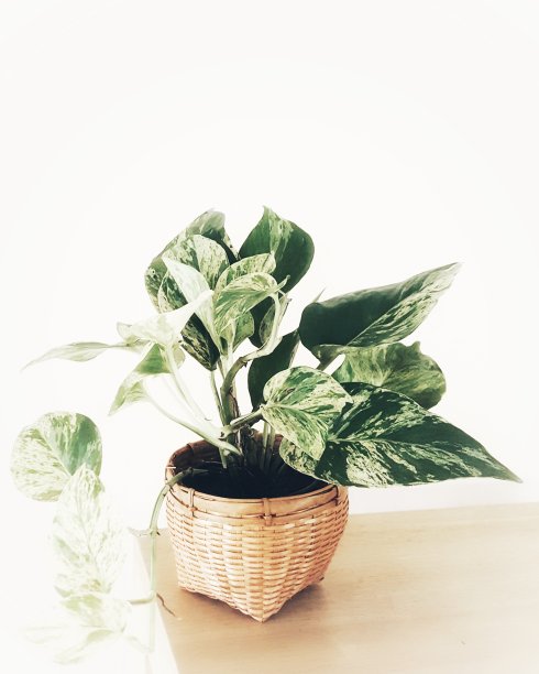 金壶在筐中，金壶在壶中图片下载