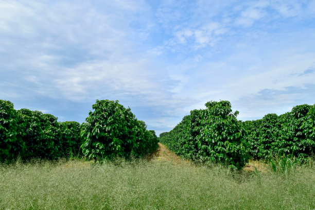 咖啡作物在农村地区，在米纳斯吉拉斯州，巴西图片下载