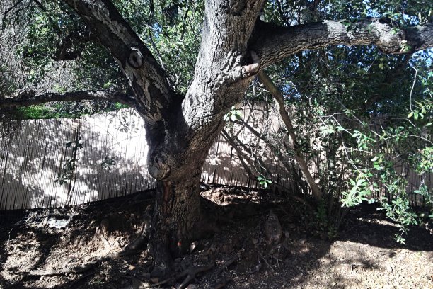 阳光下山坡上的大橡树和篱笆图片下载