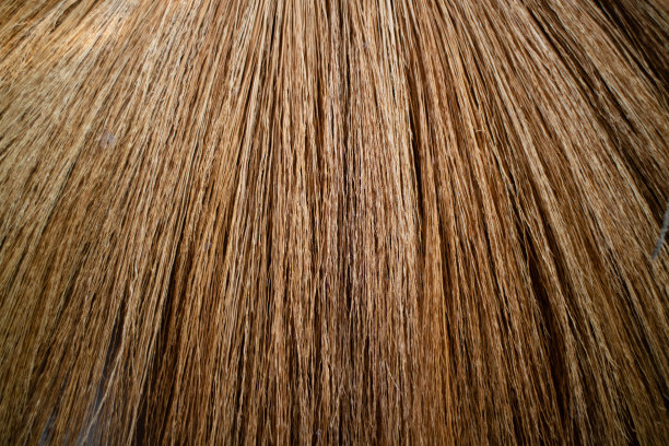 扫帚真实完整图片下载