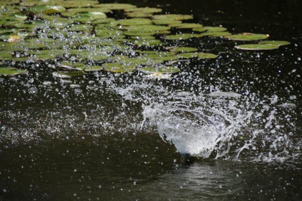 池塘里的水图片下载