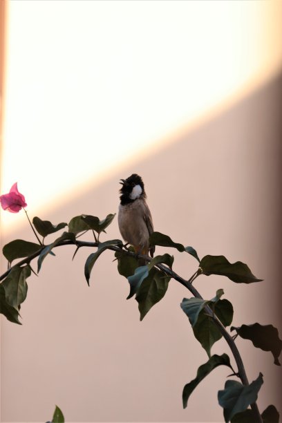 清晨多哈花园树上的野生红耳鹎图片下载