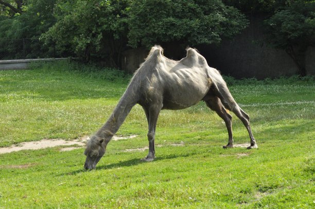 骆驼在动物园，哺乳动物在沙漠图片下载