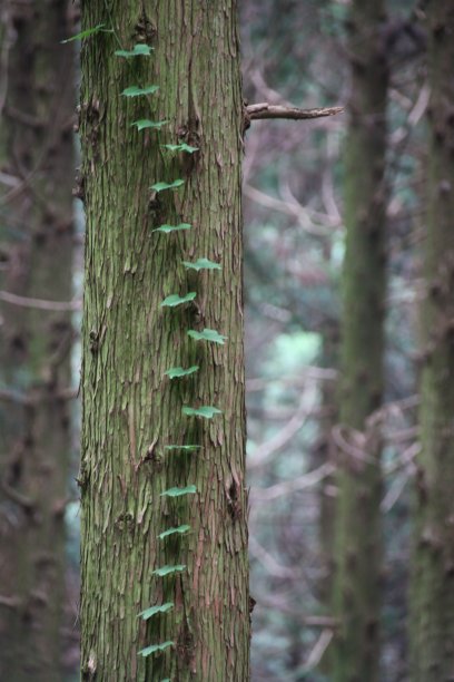 树的树图片下载
