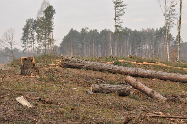 砍伐和储存木材。森林管理。图片下载