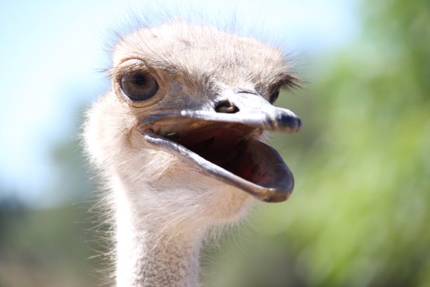 一只鸟捧花捧花的头图片下载