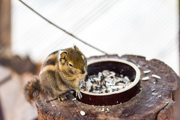 小松鼠在木桌子上吃坚果，可爱可爱的小动物。图片下载