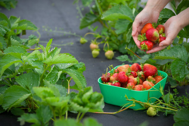 女人的手拿着有机花园草莓草莓碗的特写，而采摘草莓农场草莓。健康的生活方式和饮食。图片下载